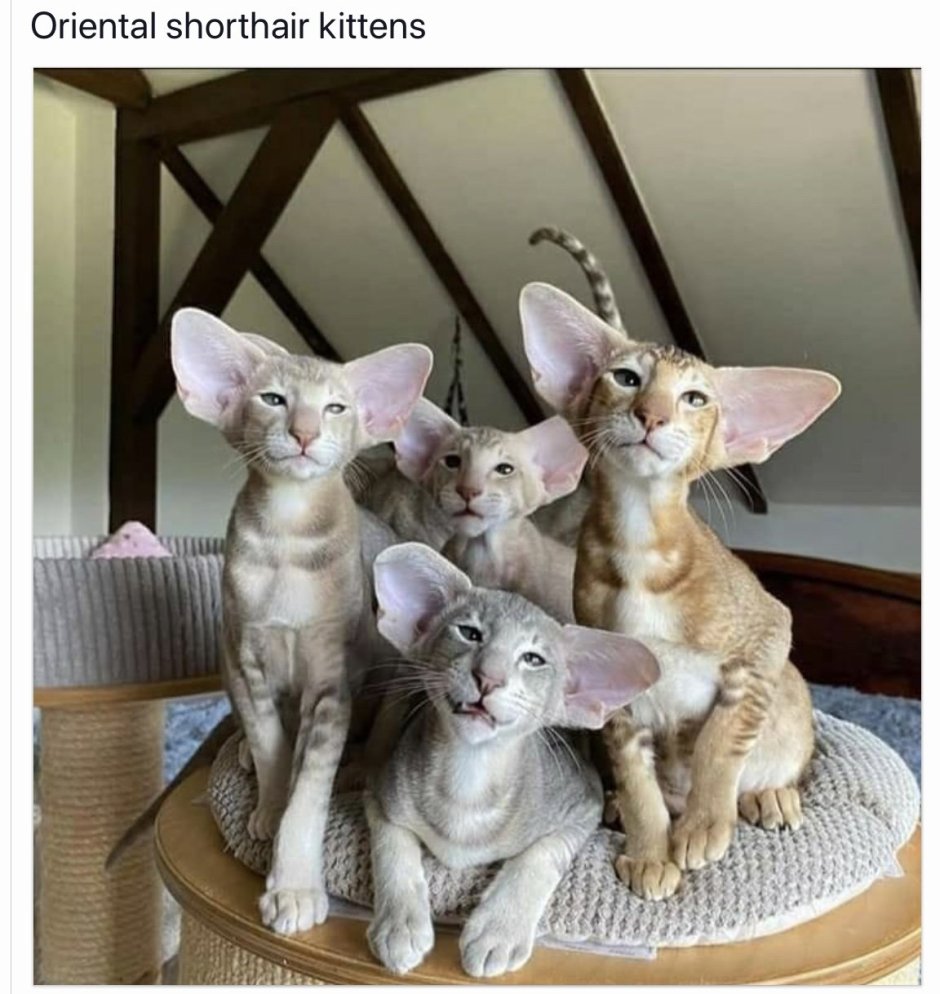 Сиамский Петерболд