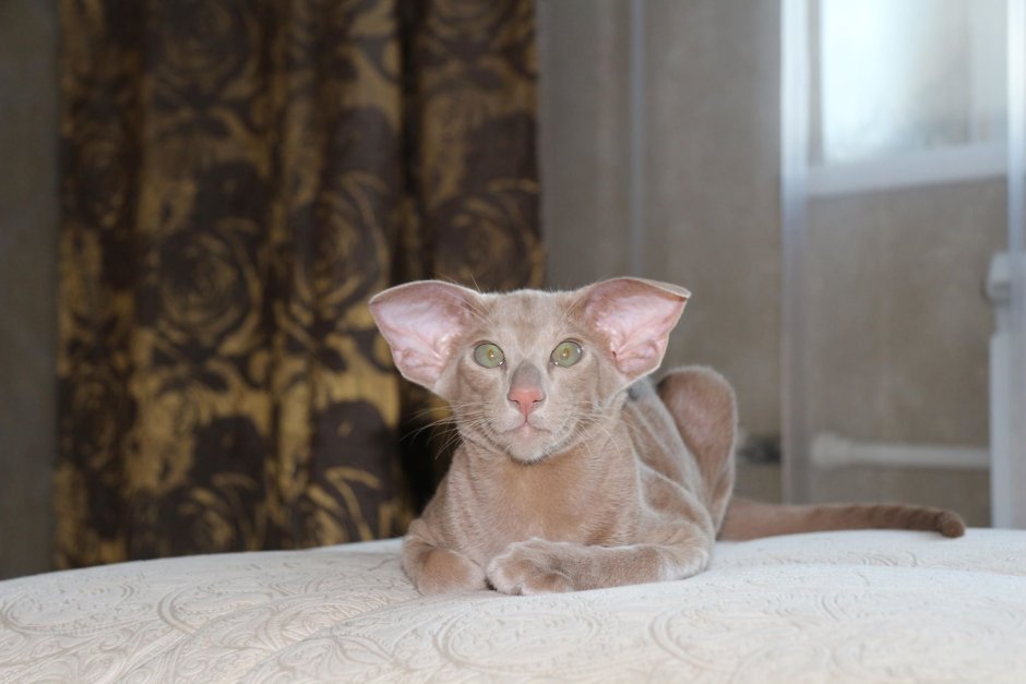 Ориентал лиловый табби