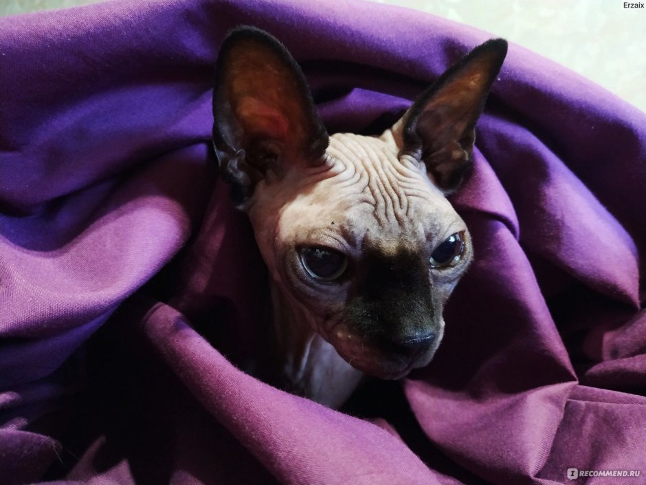 Лиловый Ориентал