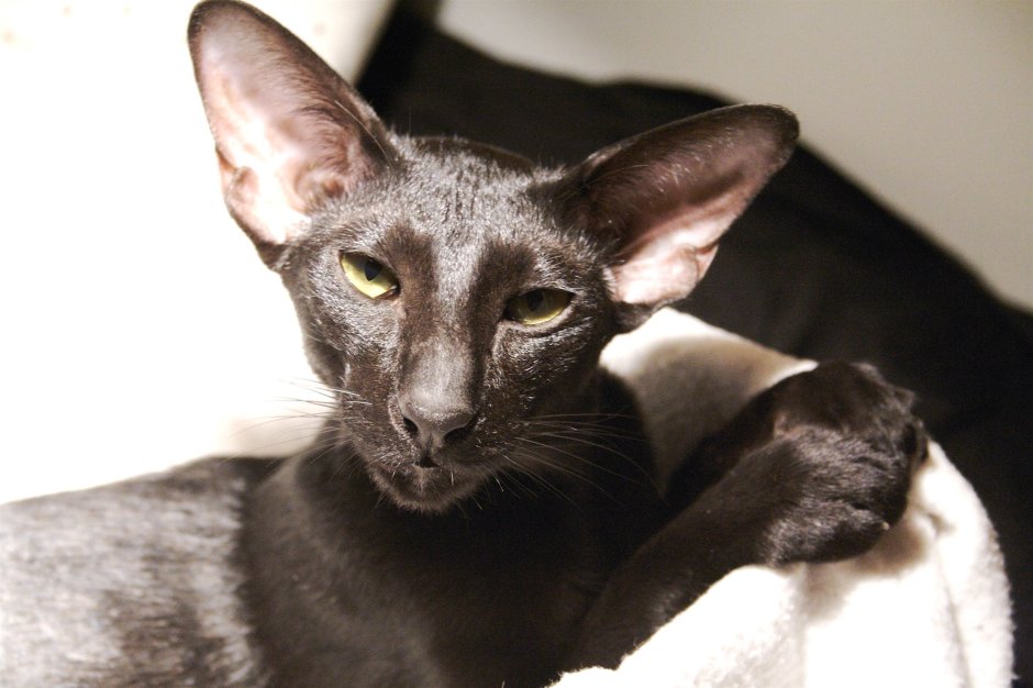 Ориентальная кошка Сиам