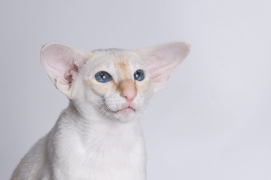 Ориентал вислоухий