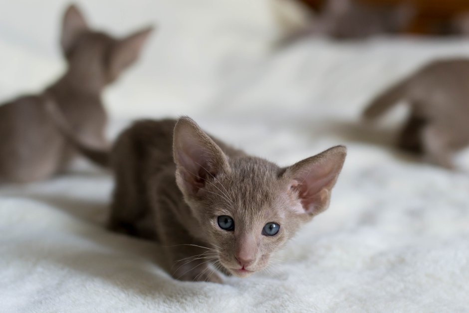 Питомник EASTWEST Екатеринбург