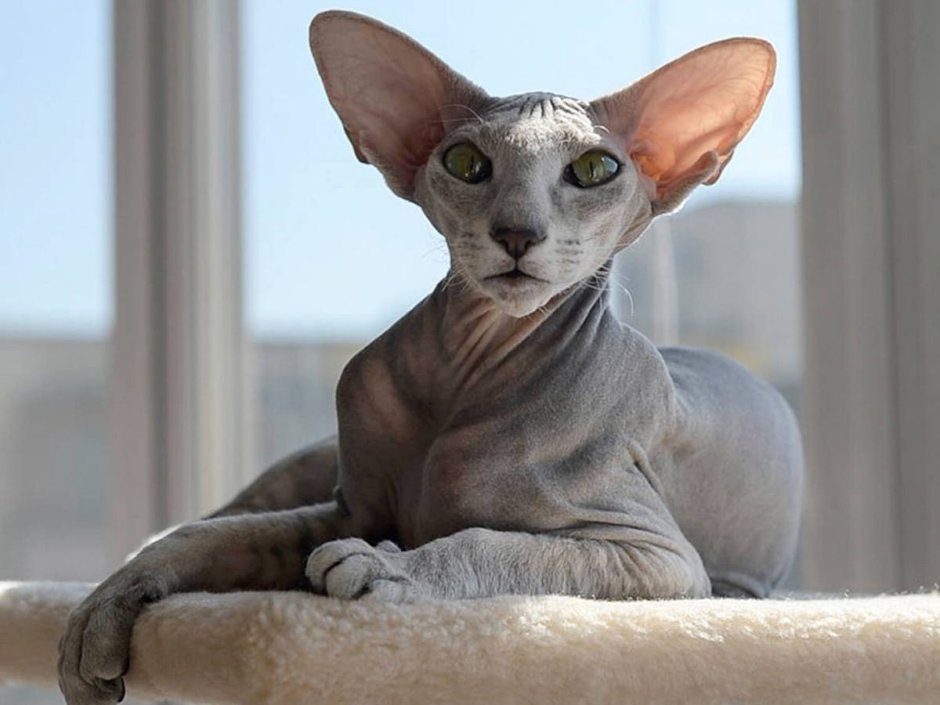 Лиловый ориентальный кот