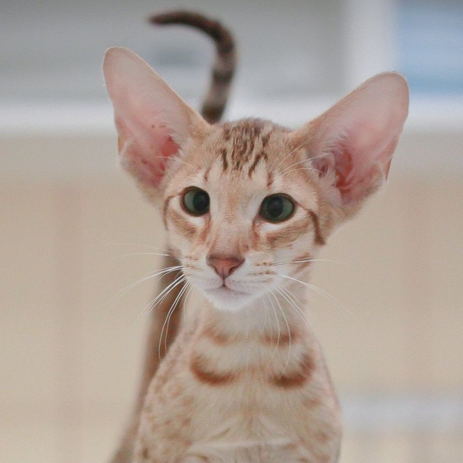 Пятнистые ориенталы