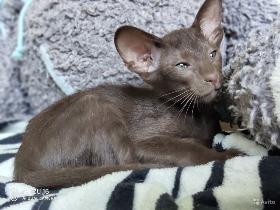 Сфинкс Петерболд