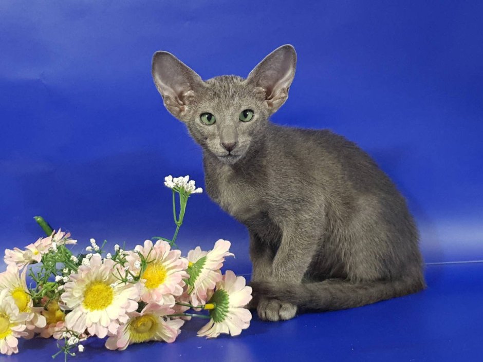 Лиловый сиамский кот Ориентал