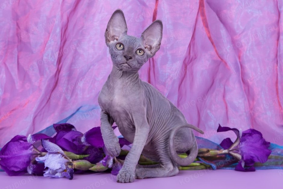 Ориентальный котенок окрасы