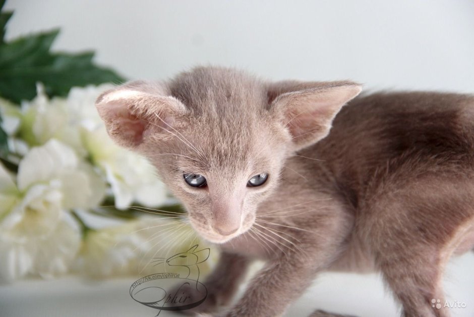 Петерболд Ориентал