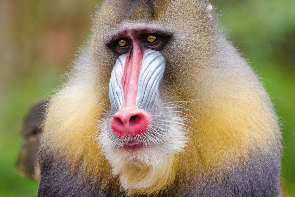 Mandrillus Sphinx