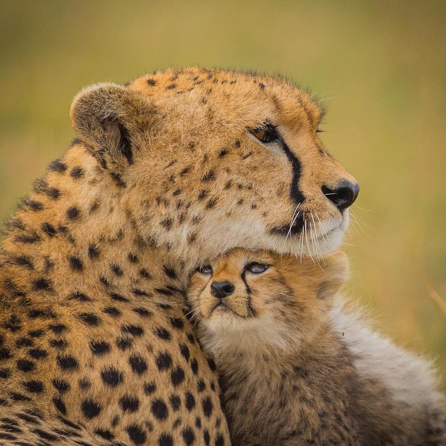 Гепард мама и детеныш