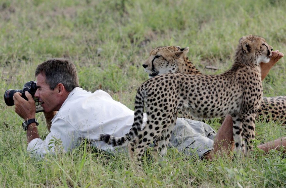 Человек гепард природа