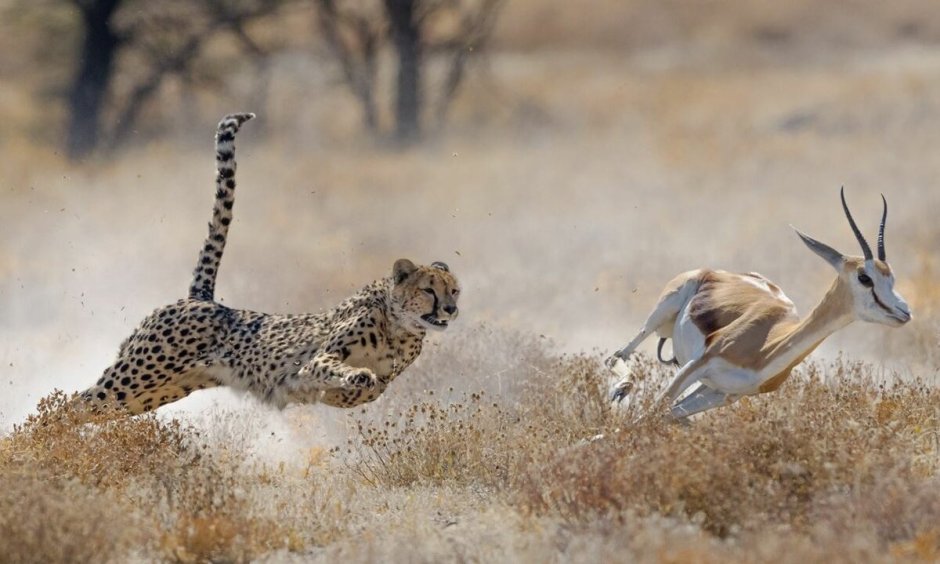 Гепард охотится на антилопу