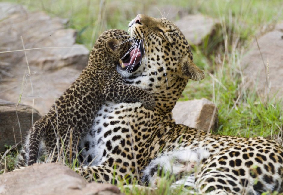 Масаи Мара леопарды