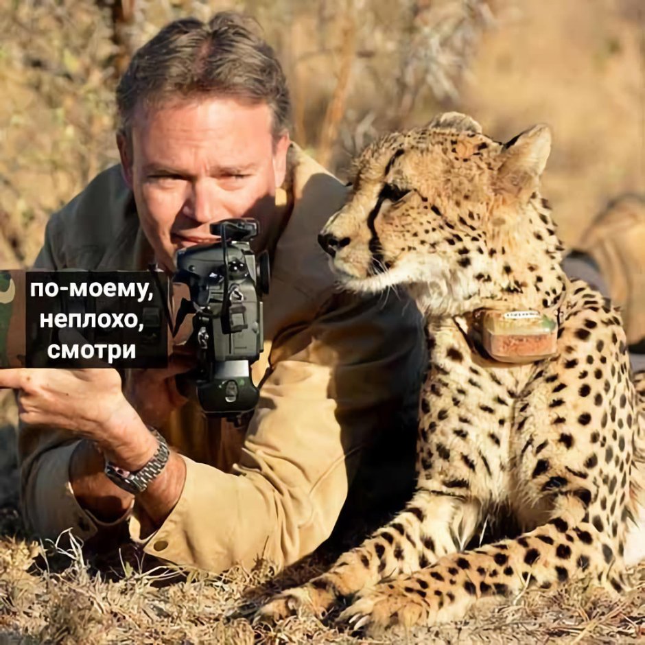 Мем с гепардом и фотографом