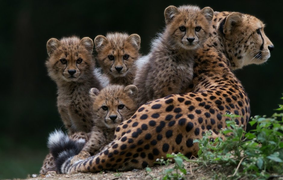 Детеныш гепарда