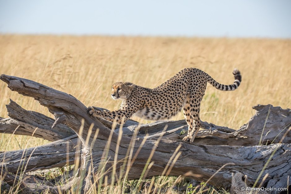 Гепард гепард гепард гепард