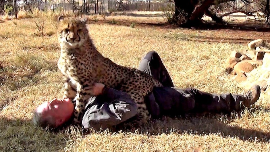 Гепард и человек