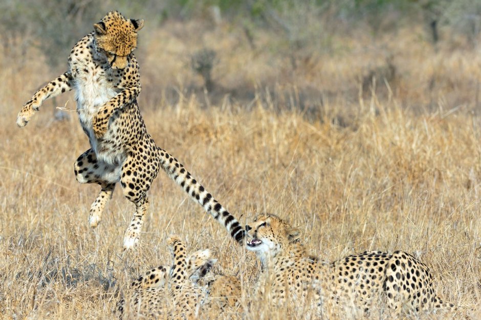 Стая леопардов