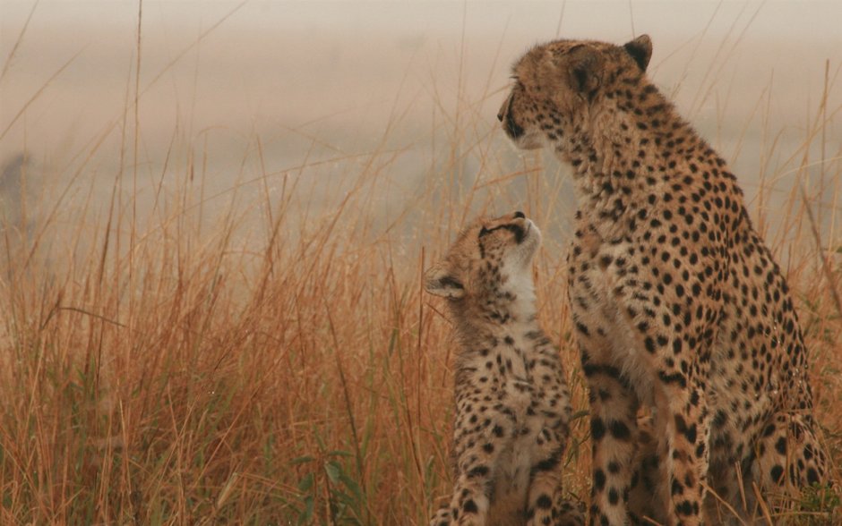 Гепард мама
