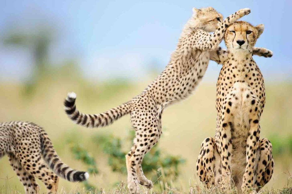 Коммуникация животных