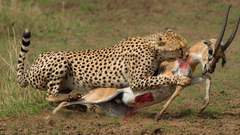 Леопард охотится на антилопу