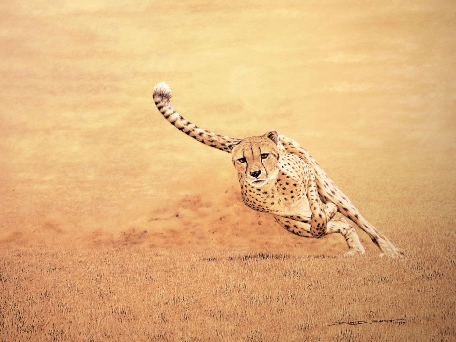 Гепард в беге