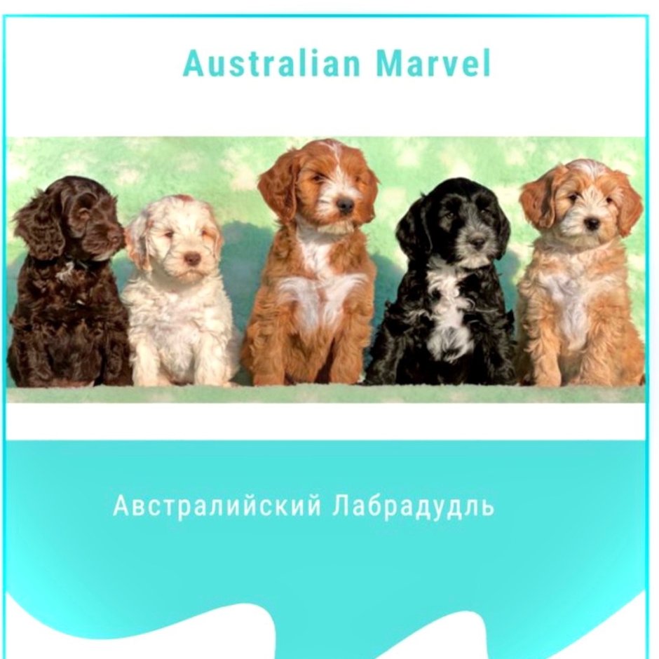Голдендудль и лабрадудль