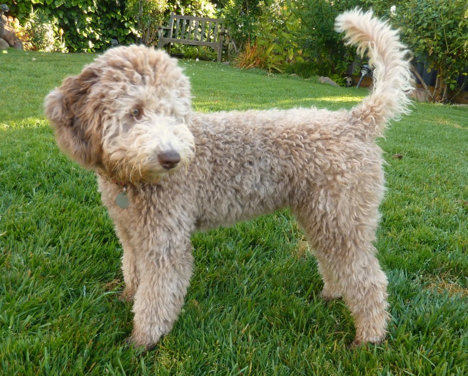 Goldendoodle купить в Москве