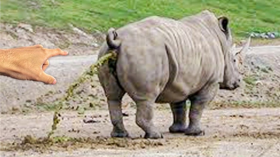 Furry bull spookeedoo