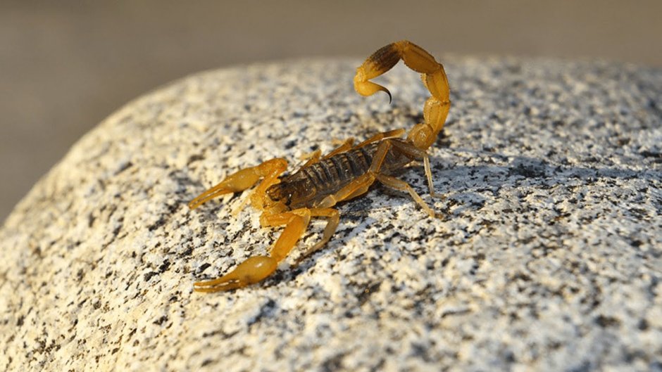 Скорпион Leiurus quinquestriatus