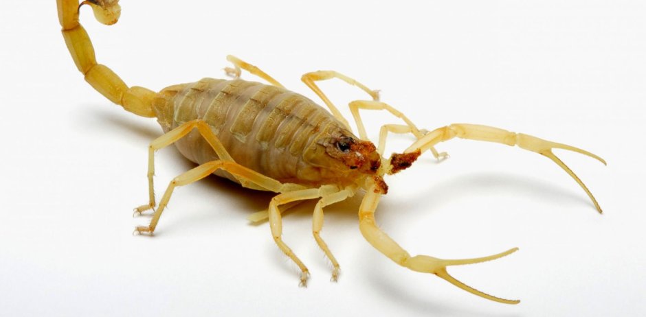Скорпион Buthus eupeus