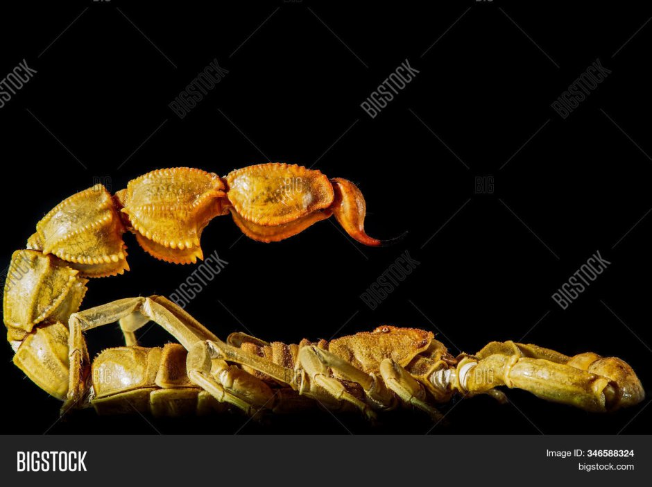 Deathstalker Скорпион