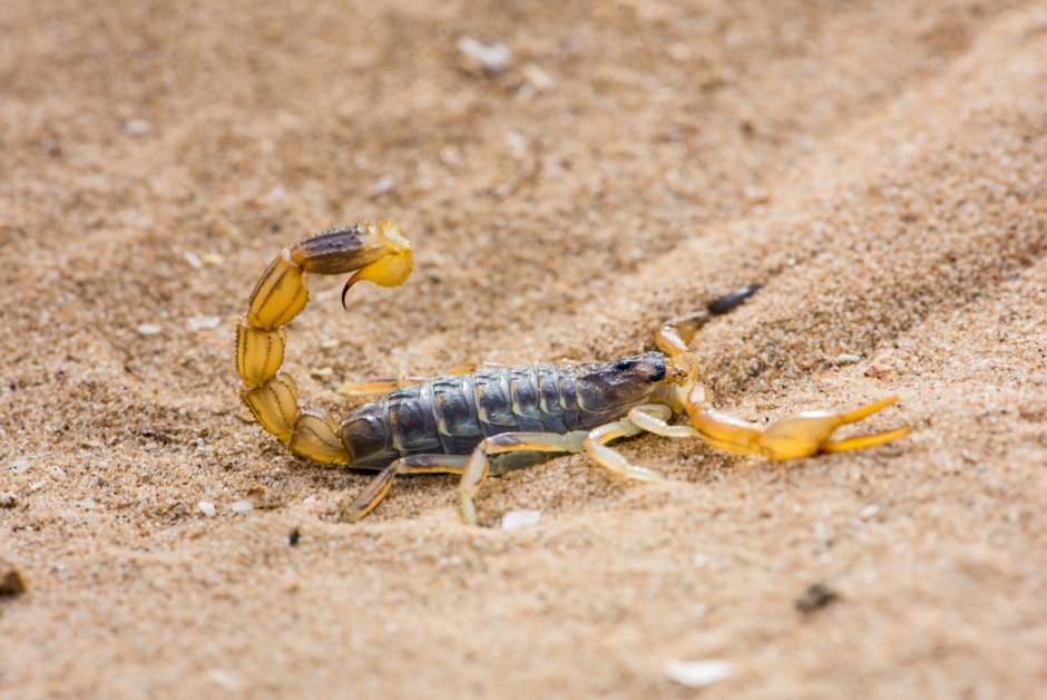 Скорпион Scorpio Maurus