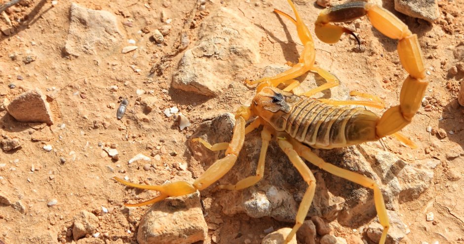 Скорпион Androctonus Australis