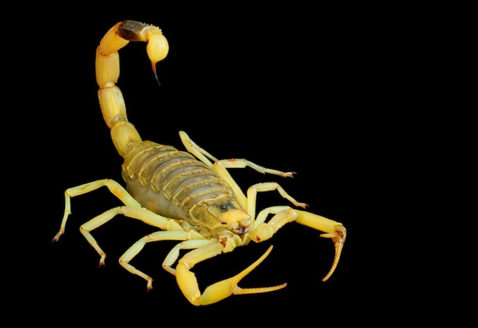 Скорпион Buthus occitanus