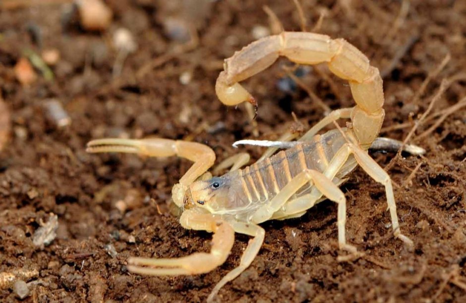 Пестрый Скорпион Buthus eupeus