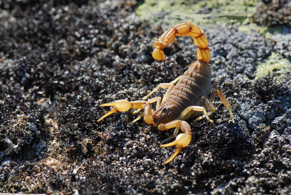 Скорпион Leiurus quinquestriatus