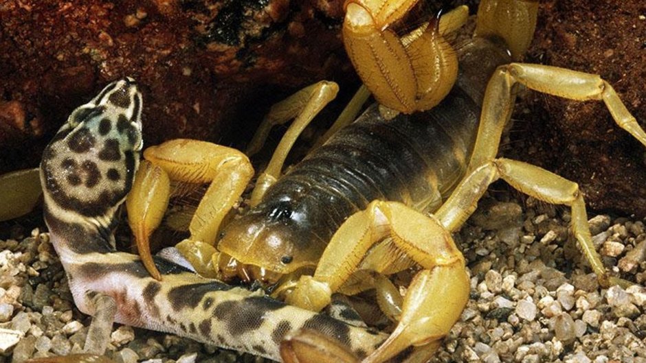 Скорпион Buthus occitanus