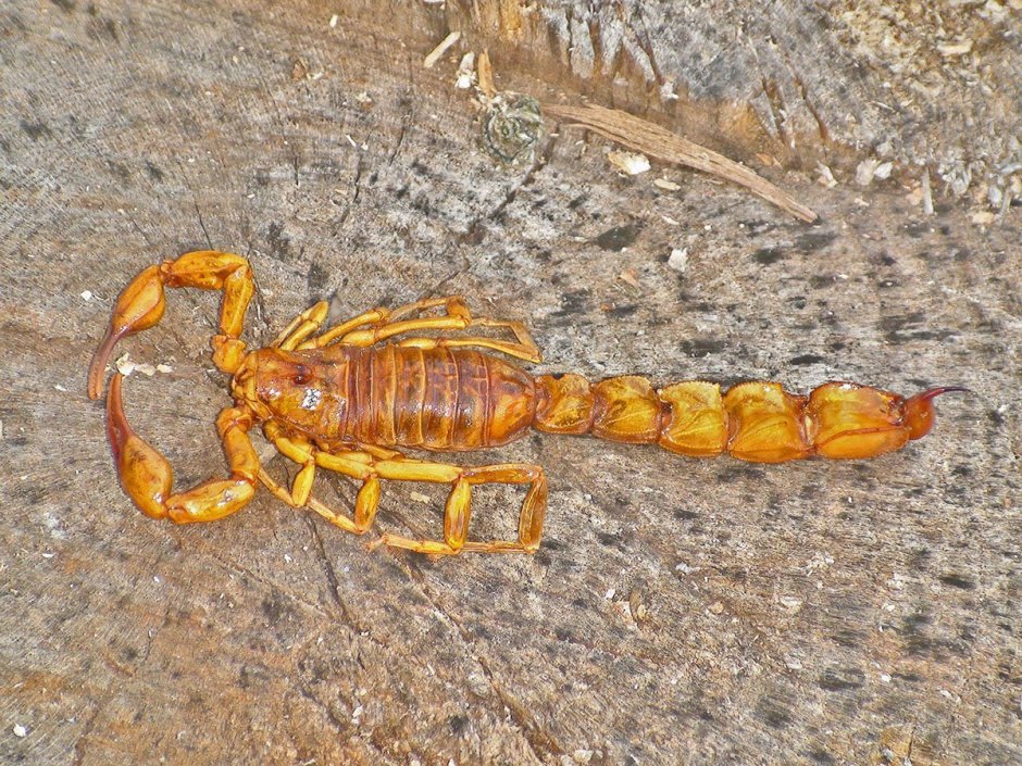 Tityus serrulatus