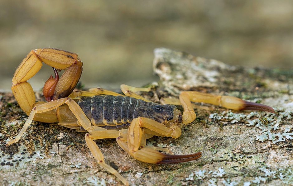 Пёстрый Скорпион - Mesobuthus eupeus