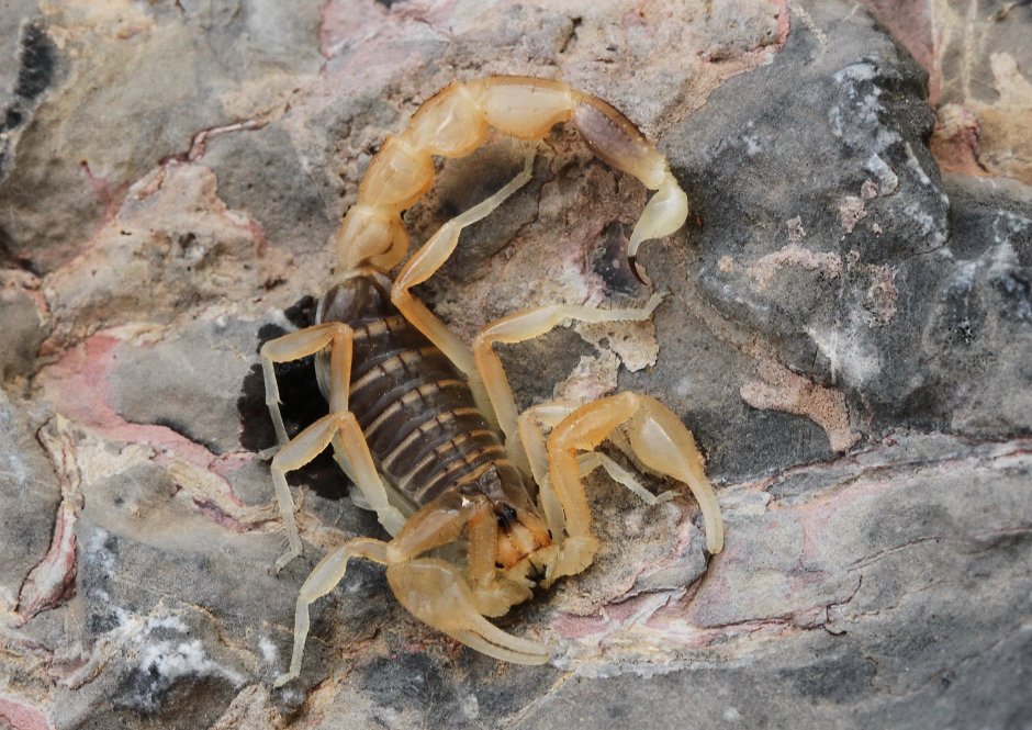 Скорпион Microbothus pusillus