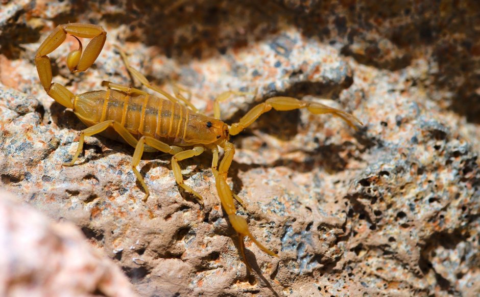 Пёстрый Скорпион - Mesobuthus eupeus