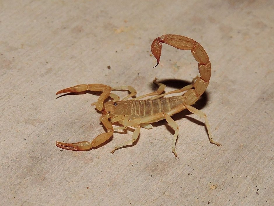 Толстохвостый Скорпион Androctonus Australis