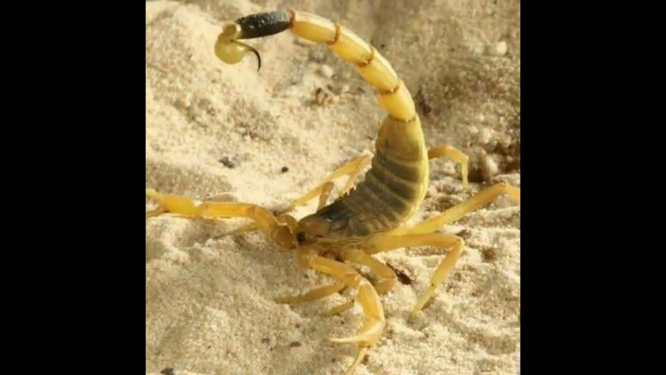 Скорпион Tityus serrulatus