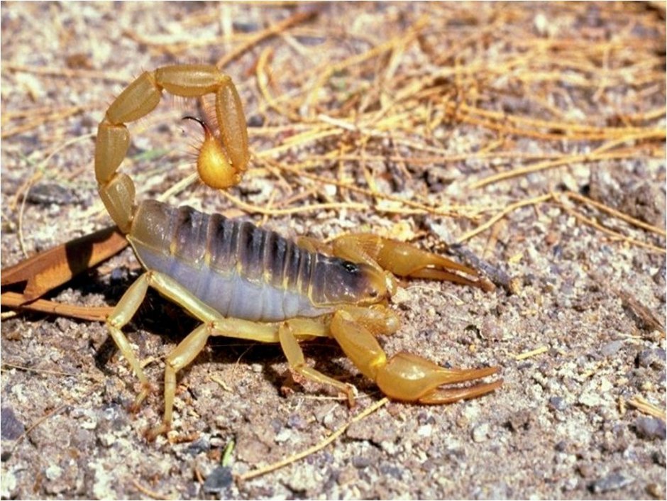 Пёстрый Скорпион - Mesobuthus eupeus