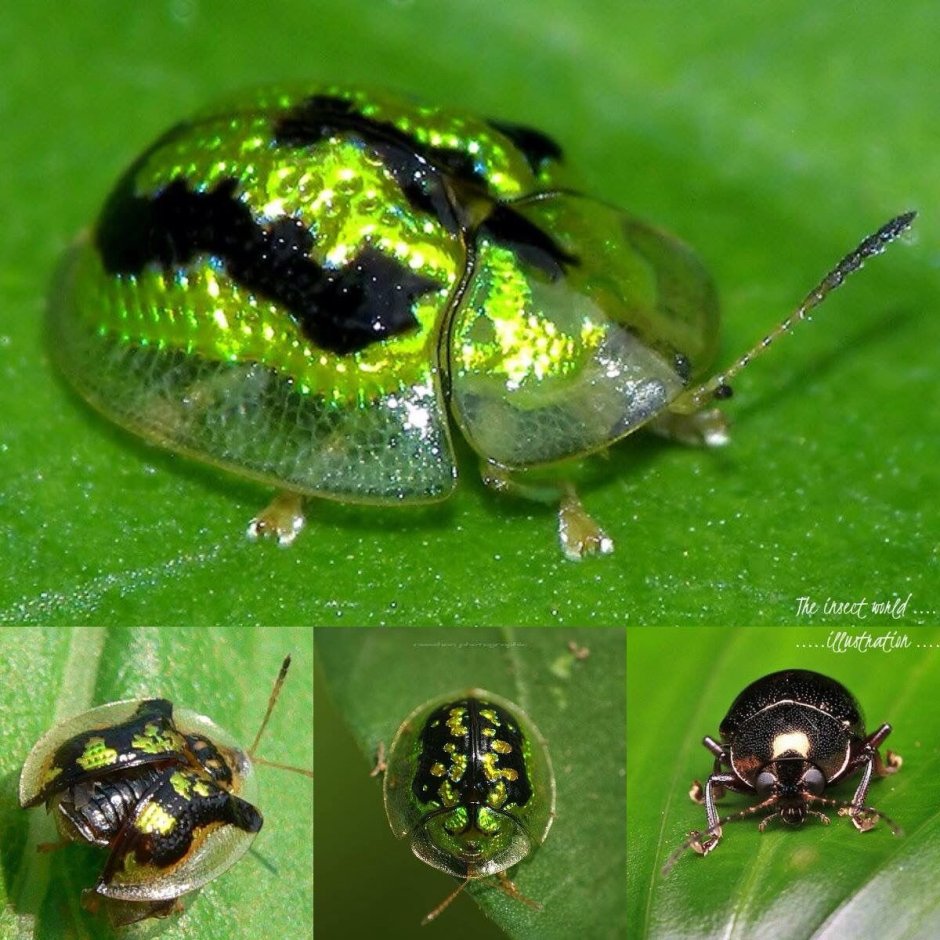 Жук Chrysina resplendens