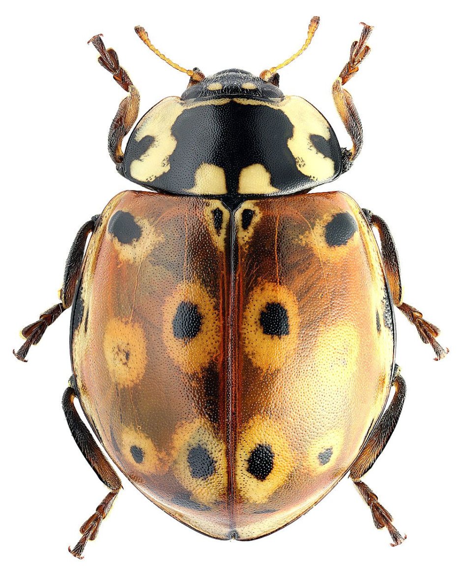 Anatis ocellata