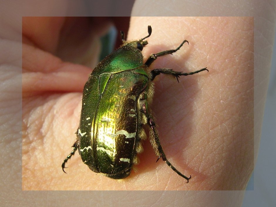 Cetonia Carthami