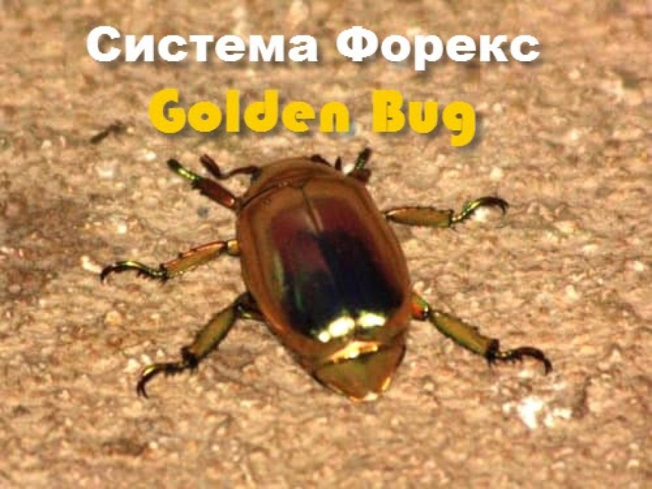 Золотой черепаховый Жук