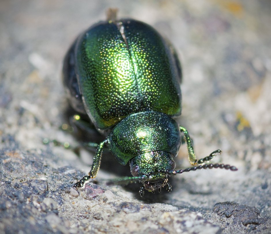 Украшение настенное Beetle, коллекция Жук